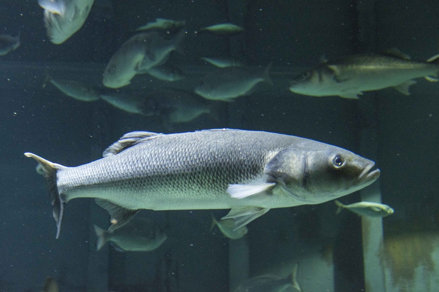 seabass, Bristol Aquarium6