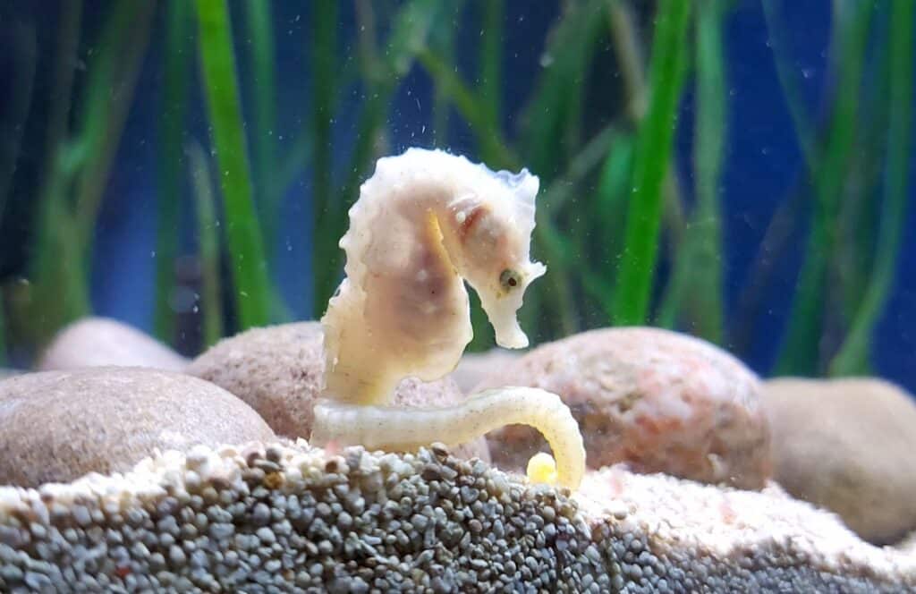 Captive Breeding and Research