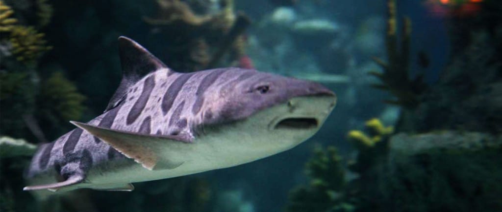 Bristol Aquarium's Californian Leopard Shark - Georgie!