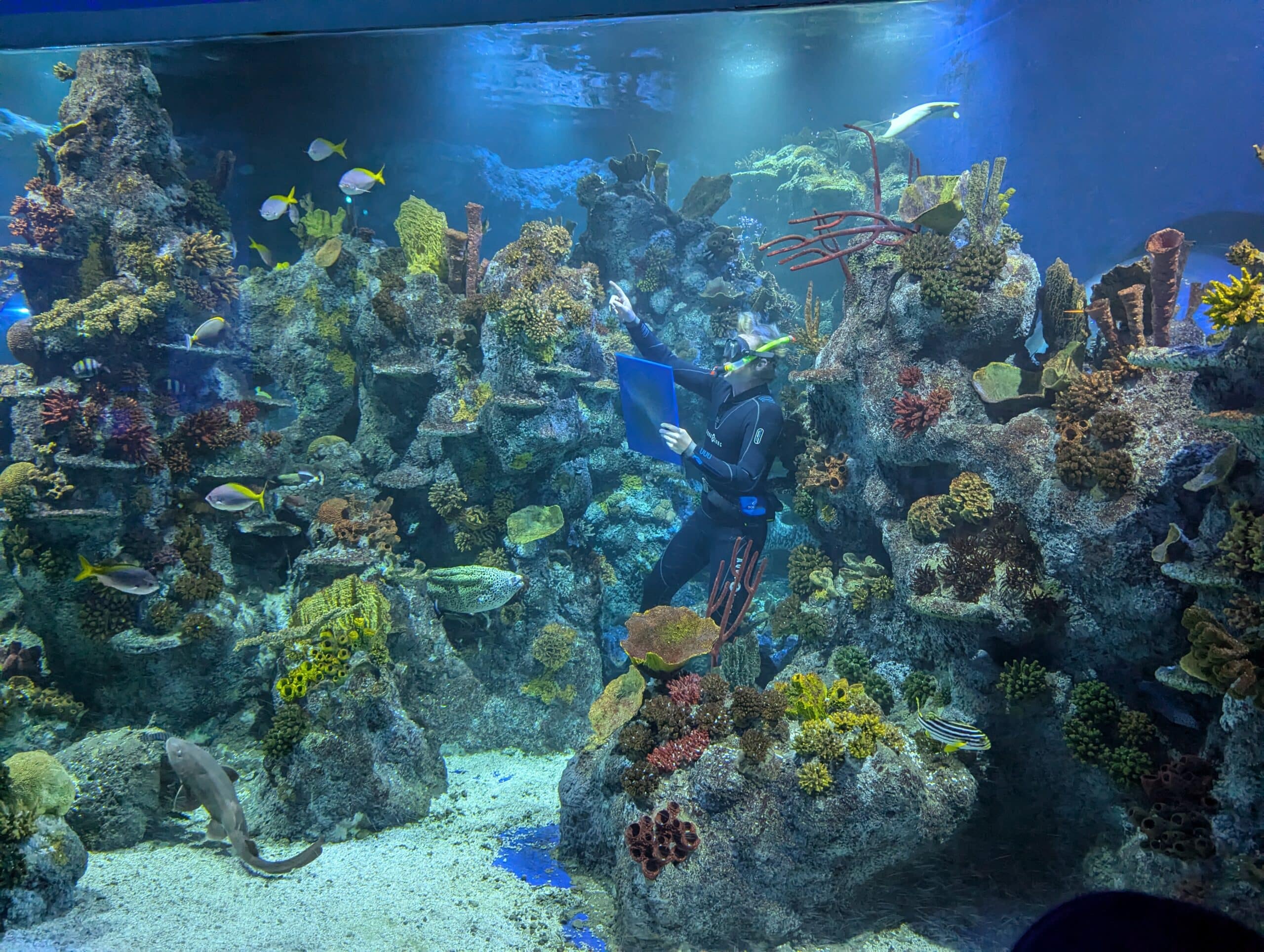 PXL_20241230_161207833.MP