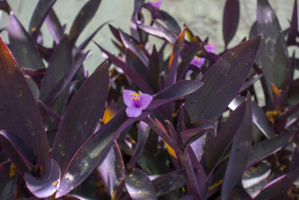 purple heart plant