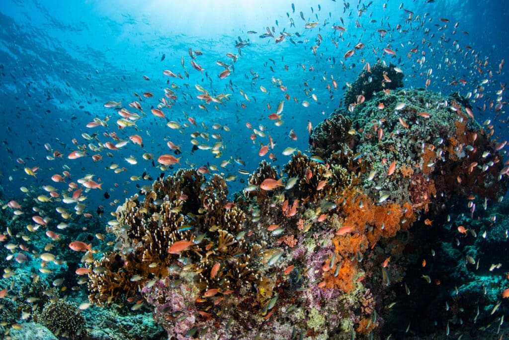 coral reef with diverse types of fish