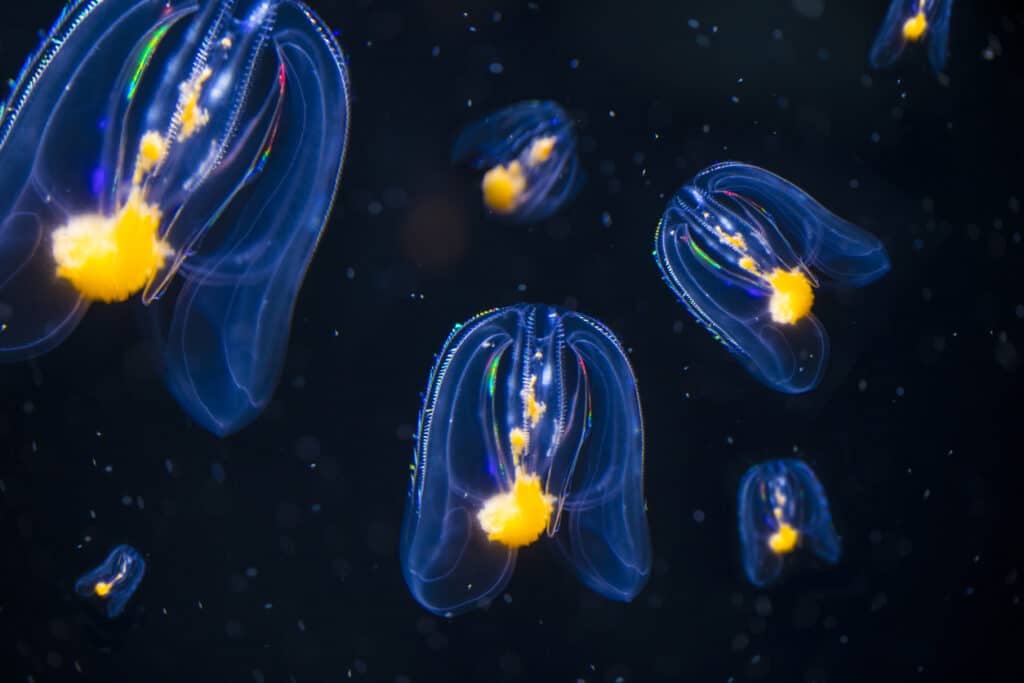 comb jellyfish in the ocean